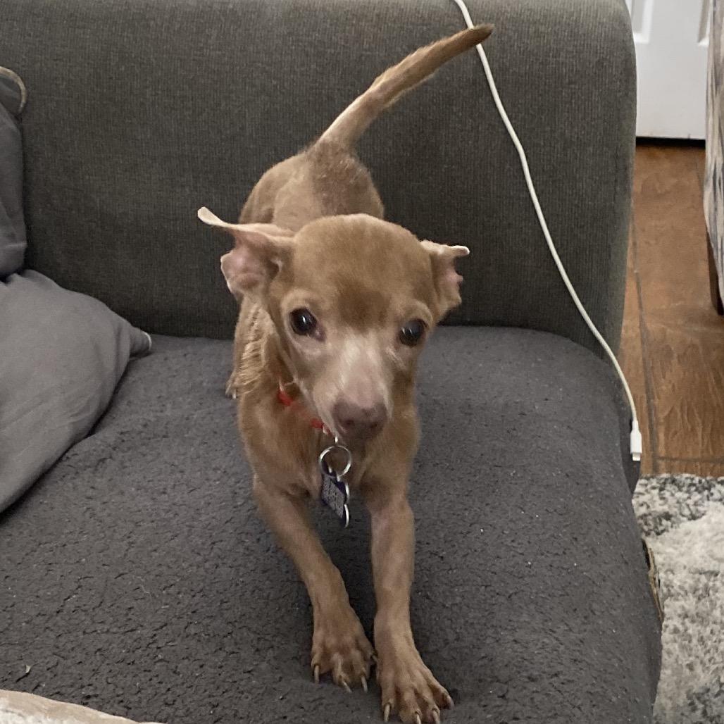 Enlarge Wawa aka Rico, a Adoptable Chihuahua in Gulfport, MS image 6/6