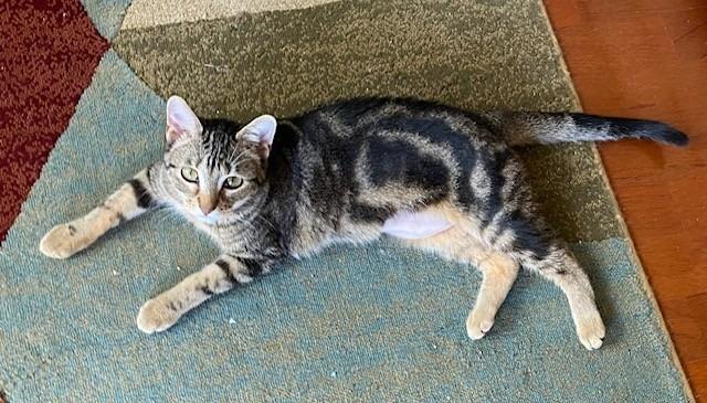 Trixie, Adopted, Young Female Tabby.