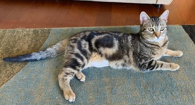 Enlarge Trixie, a Adopted Tabby in Lawrenceville, GA image 2/2