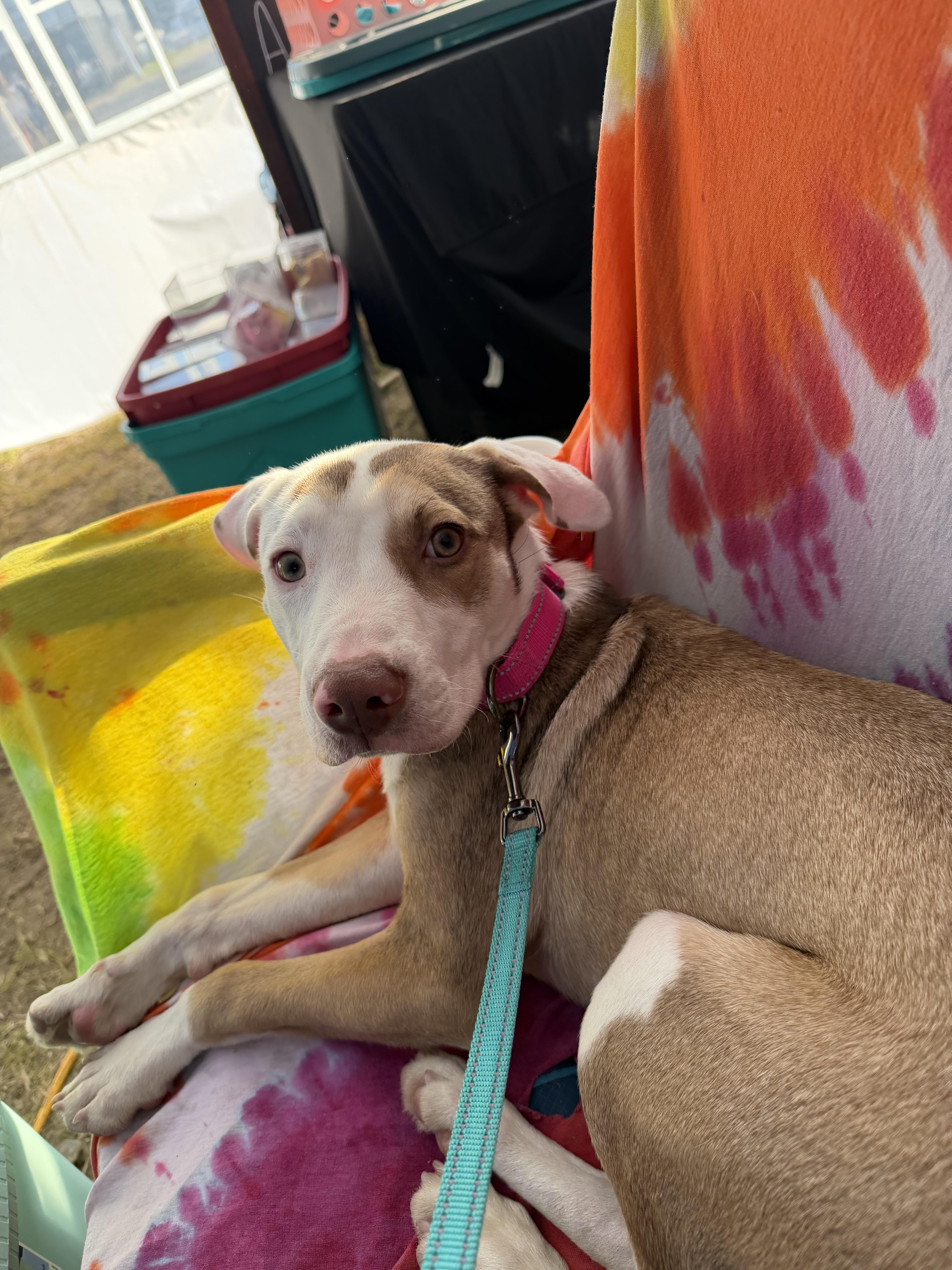 Layla, adopted, Young Female Coonhound.