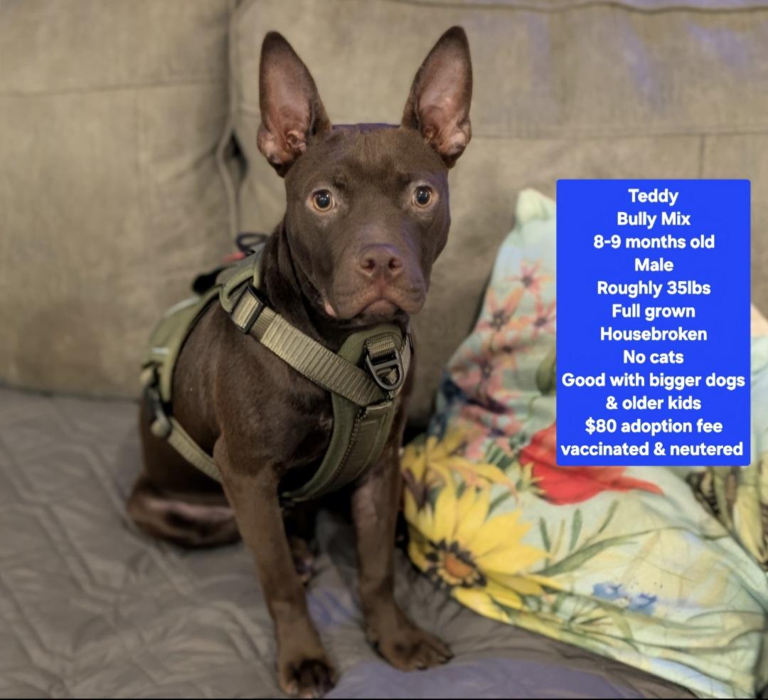 Enlarge R- Teddy, a ADOPTABLE mixed breed in Oviedo, FL image 1/2