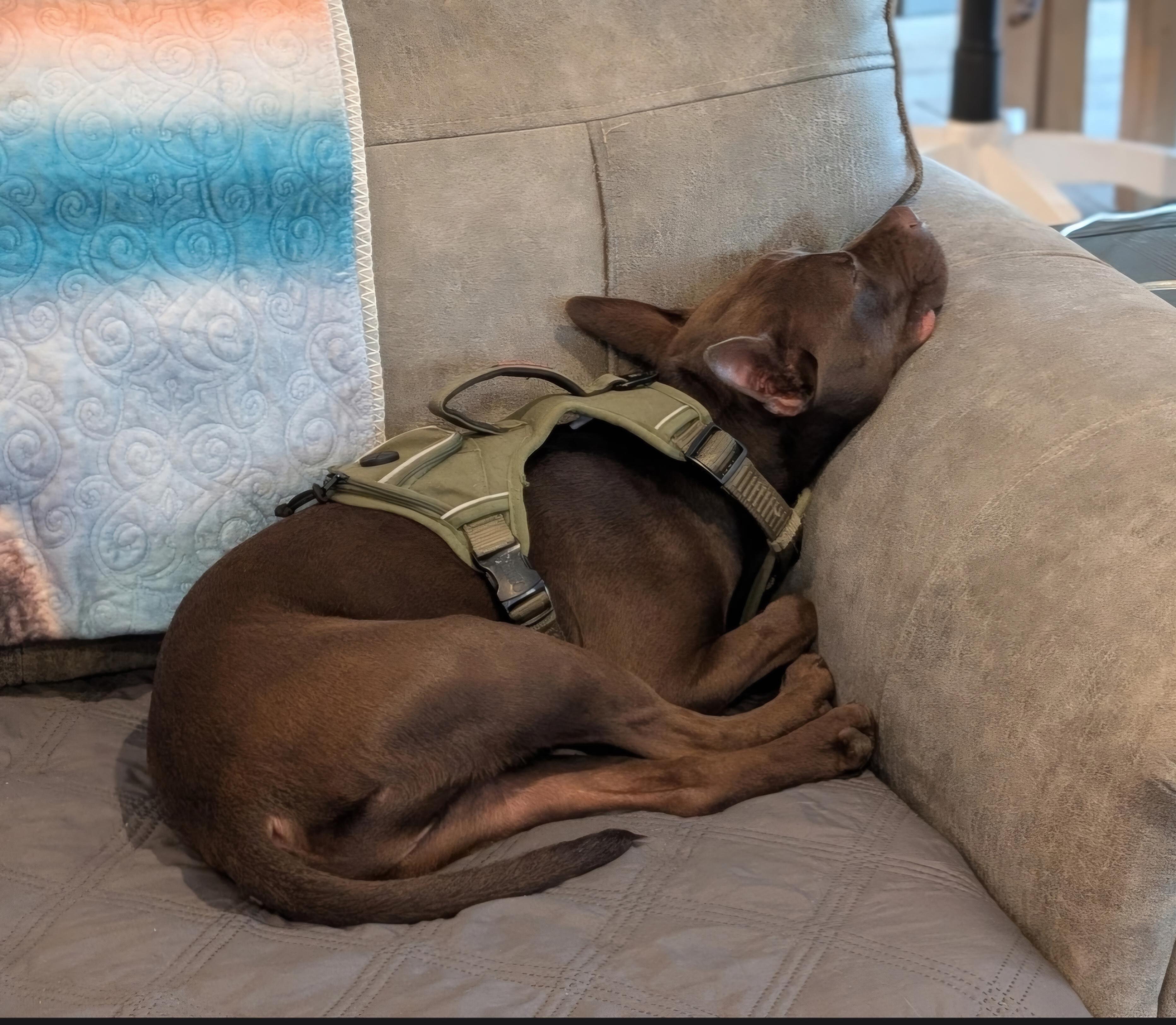 Enlarge R- Teddy, a ADOPTABLE mixed breed in Oviedo, FL image 2/2