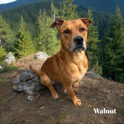 Enlarge Walnut, a Adoptable mixed breed in Cumberland, MD image 1/3