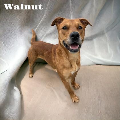 Enlarge Walnut, a Adoptable mixed breed in Cumberland, MD image 2/3