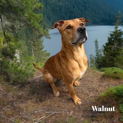 Enlarge Walnut, a Adoptable mixed breed in Cumberland, MD image 3/3