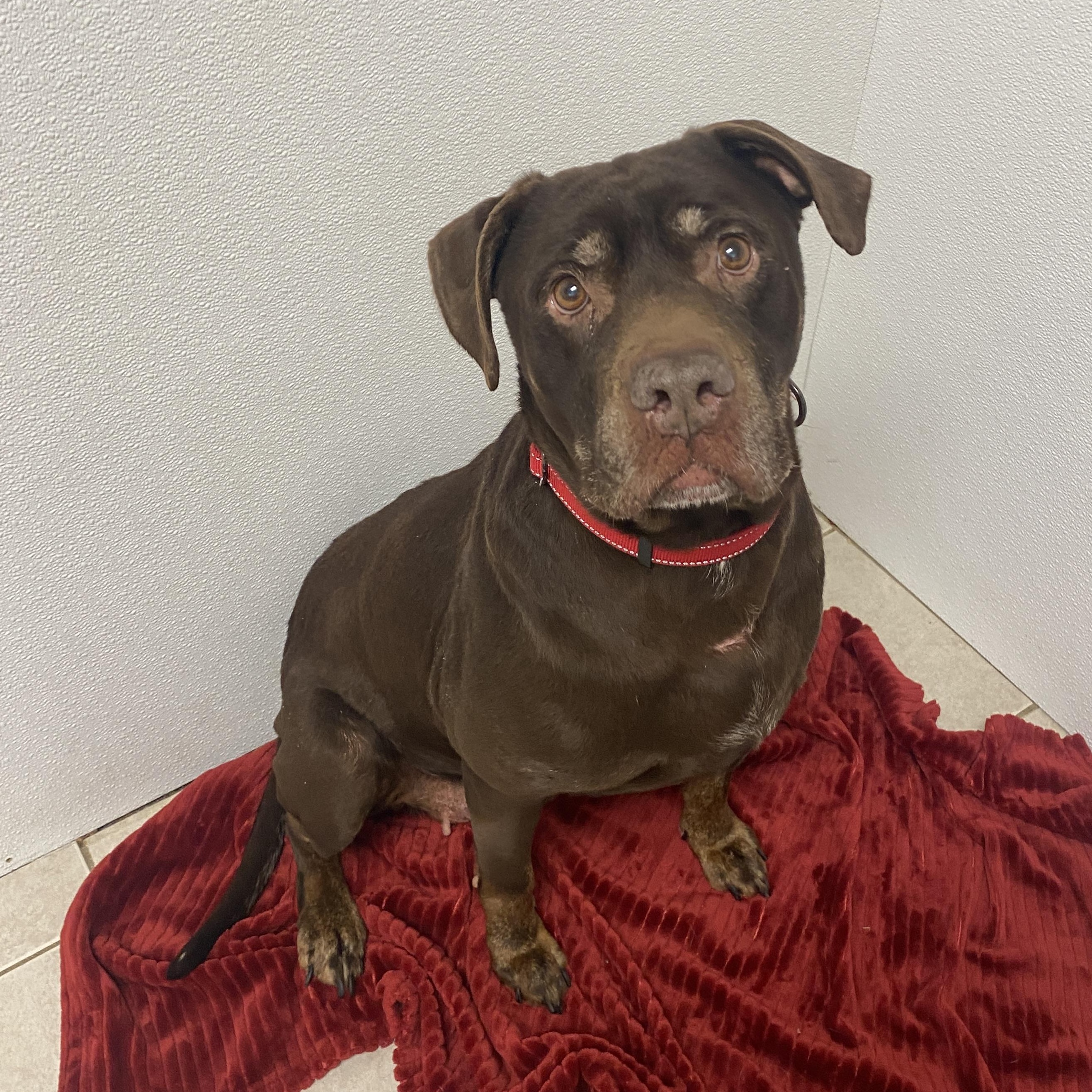 Zoey, Adoptable, Senior Female Mixed Breed & Labrador Retriever.