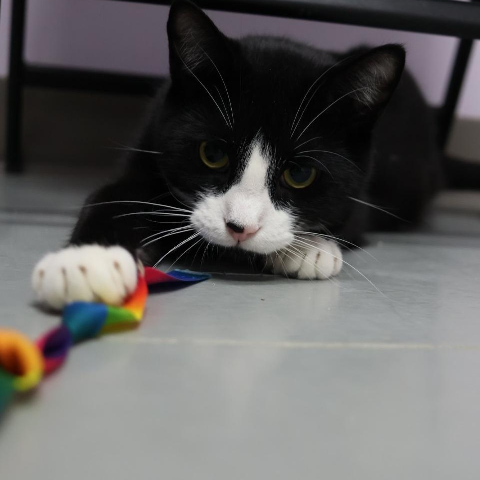 Cooper, Adoptable, Young Male Domestic Short Hair.