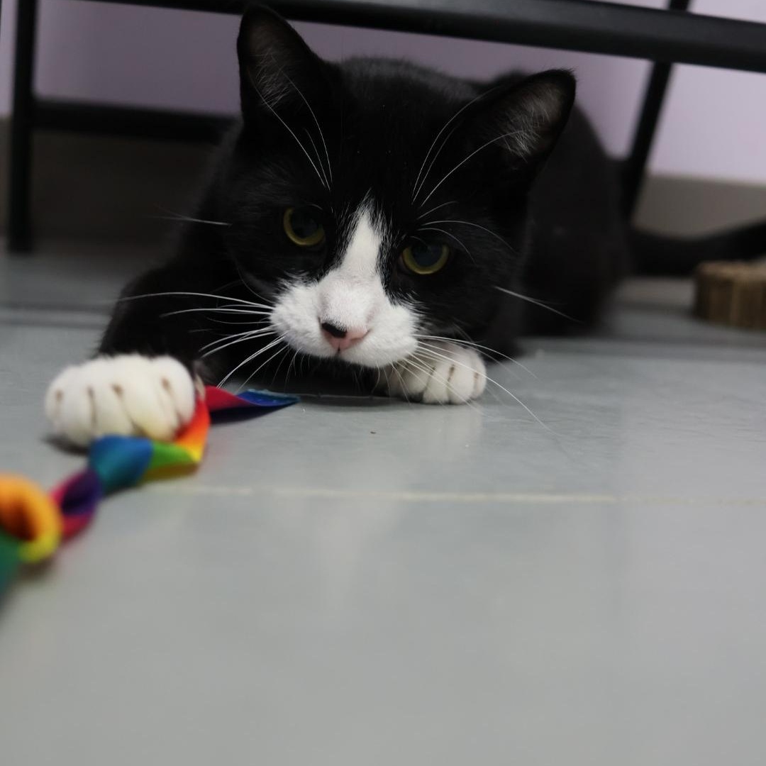 Enlarge Cooper, a Adoptable mixed breed in Terryville, CT image 1/6