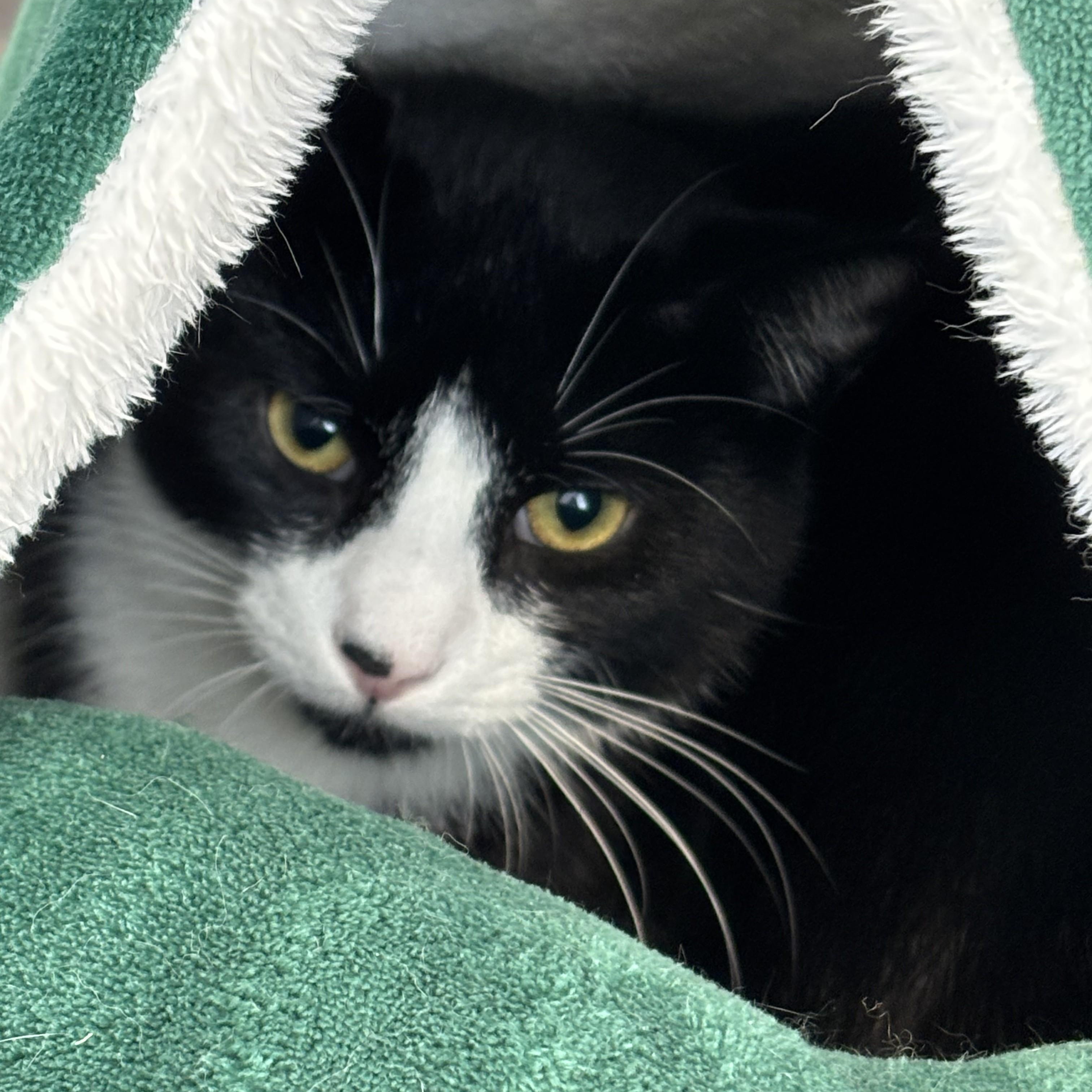 Enlarge Cooper, a Adoptable mixed breed in Terryville, CT image 3/6