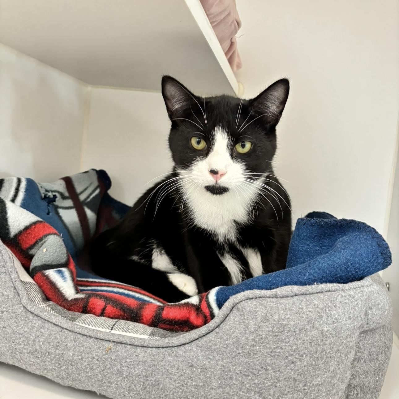 Enlarge Cooper, a Adoptable mixed breed in Terryville, CT image 4/6