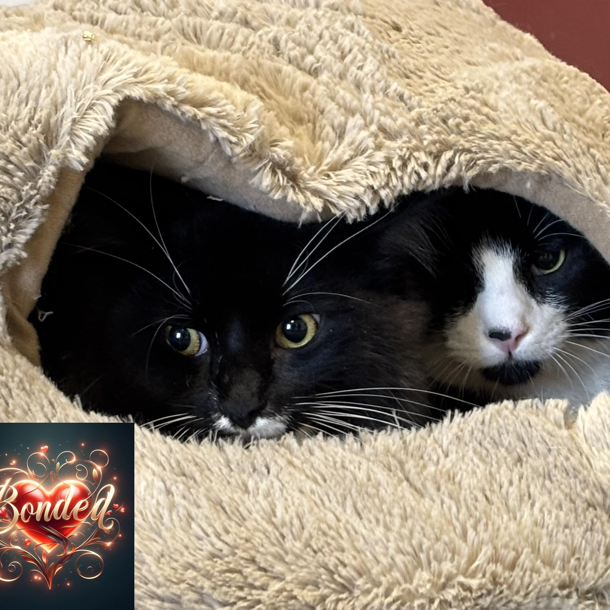 Enlarge Cooper, a Adoptable mixed breed in Terryville, CT image 6/6