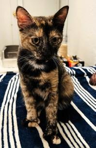 Enlarge Toes and MBJ, a ADOPTABLE Domestic Short Hair in Wayland, MA image 3/6