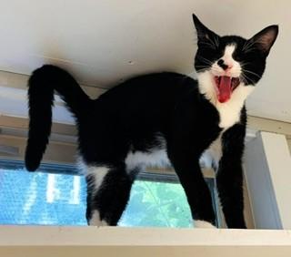 Enlarge Toes and MBJ, a ADOPTABLE Domestic Short Hair in Wayland, MA image 2/6
