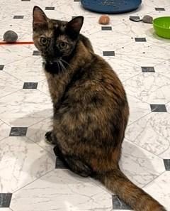 Enlarge Toes and MBJ, a ADOPTABLE Domestic Short Hair in Wayland, MA image 5/6