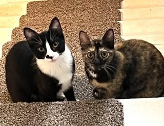 Toes and MBJ, ADOPTABLE, Kitten Male Domestic Short Hair.
