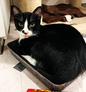 Enlarge Toes and MBJ, a ADOPTABLE Domestic Short Hair in Wayland, MA image 4/6