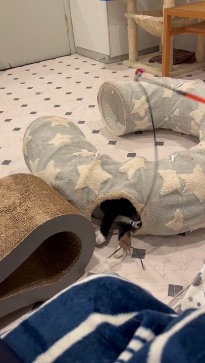 Enlarge Toes and MBJ, a ADOPTABLE Domestic Short Hair in Wayland, MA video 6/6