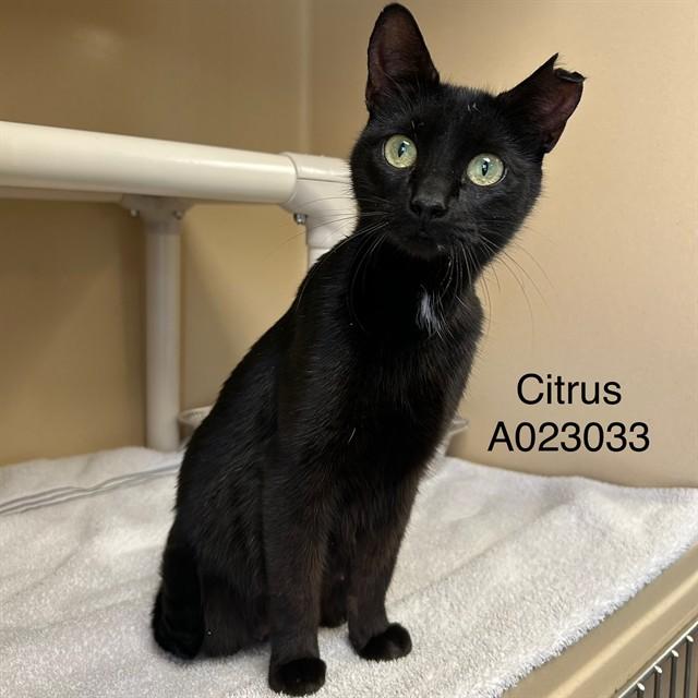 CITRUS, Adoptable, Young Female Domestic Short Hair.