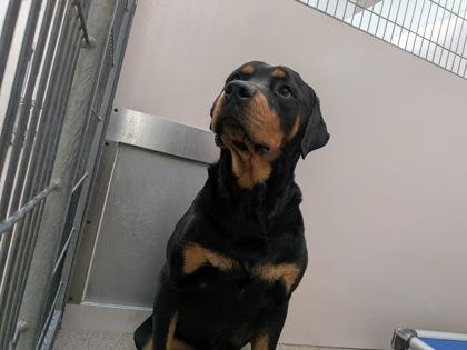 Enlarge Raja, a Adoptable mixed breed in Louisburg, NC image 1/1