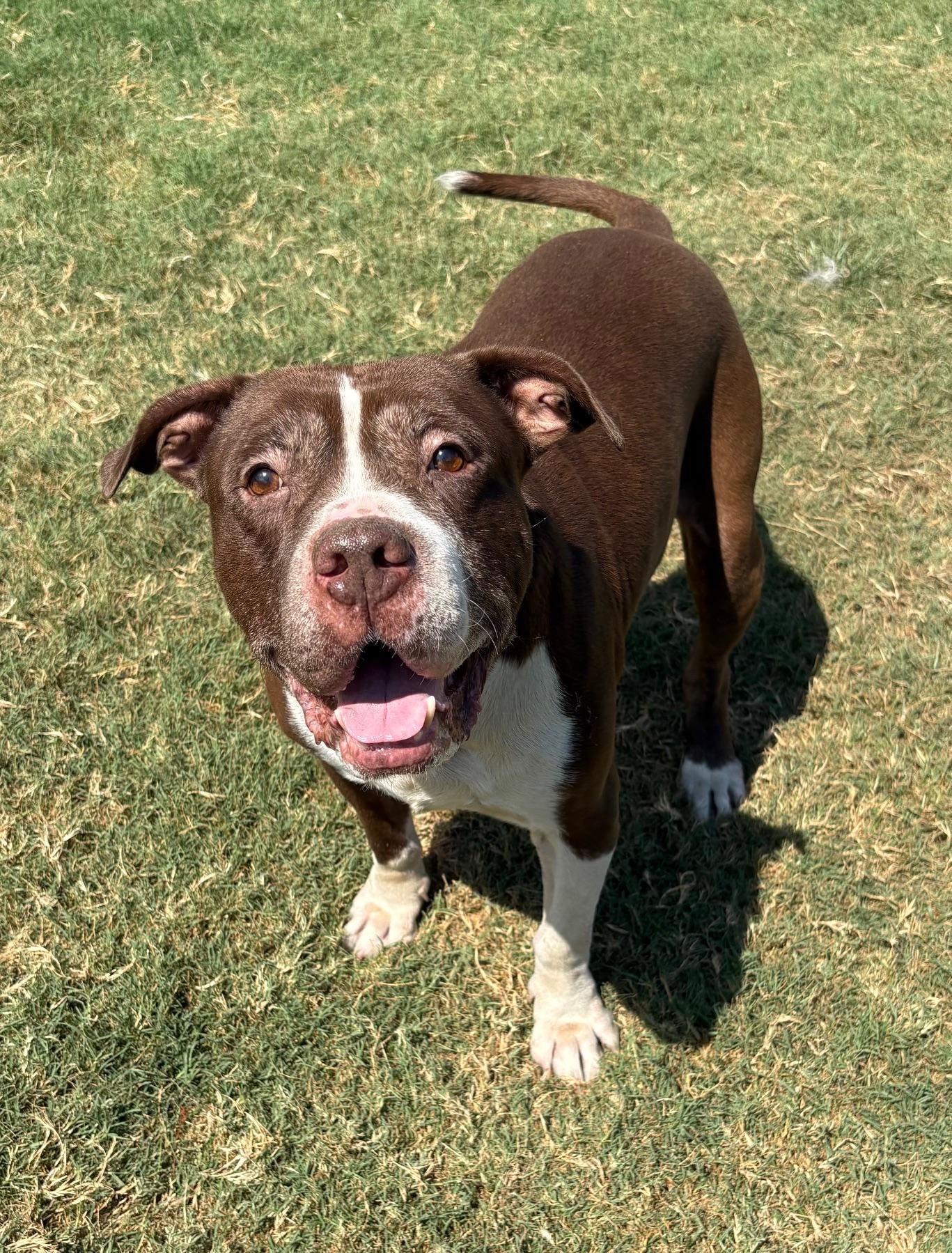 Enlarge Jeffery, a Adoptable mixed breed in Lavon, TX image 4/5