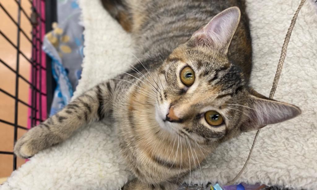 Starlite, Adoptable, Kitten Female Tabby.