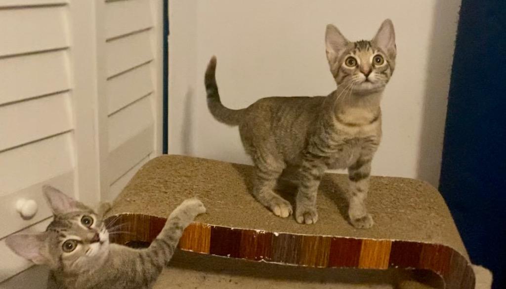 Starlite, Adoptable, Kitten Female Tabby.