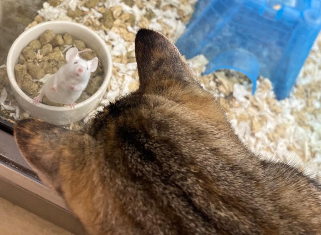 Enlarge Starlite, a Adoptable Tabby in Orlando, FL image 2/3