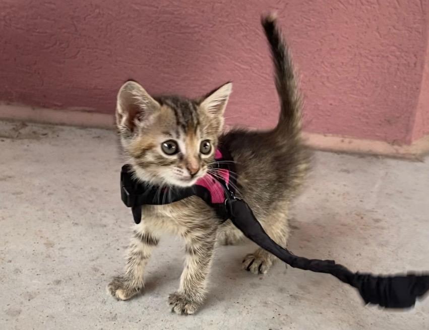 Starlite, Adoptable, Kitten Female Domestic Short Hair.