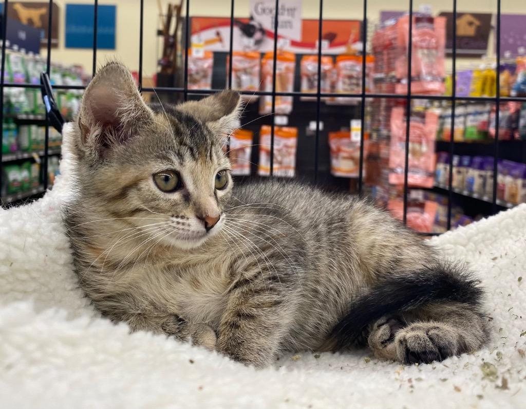 Starlite, a Adoptable Domestic Short Hair in Gorham, ME image 2/3