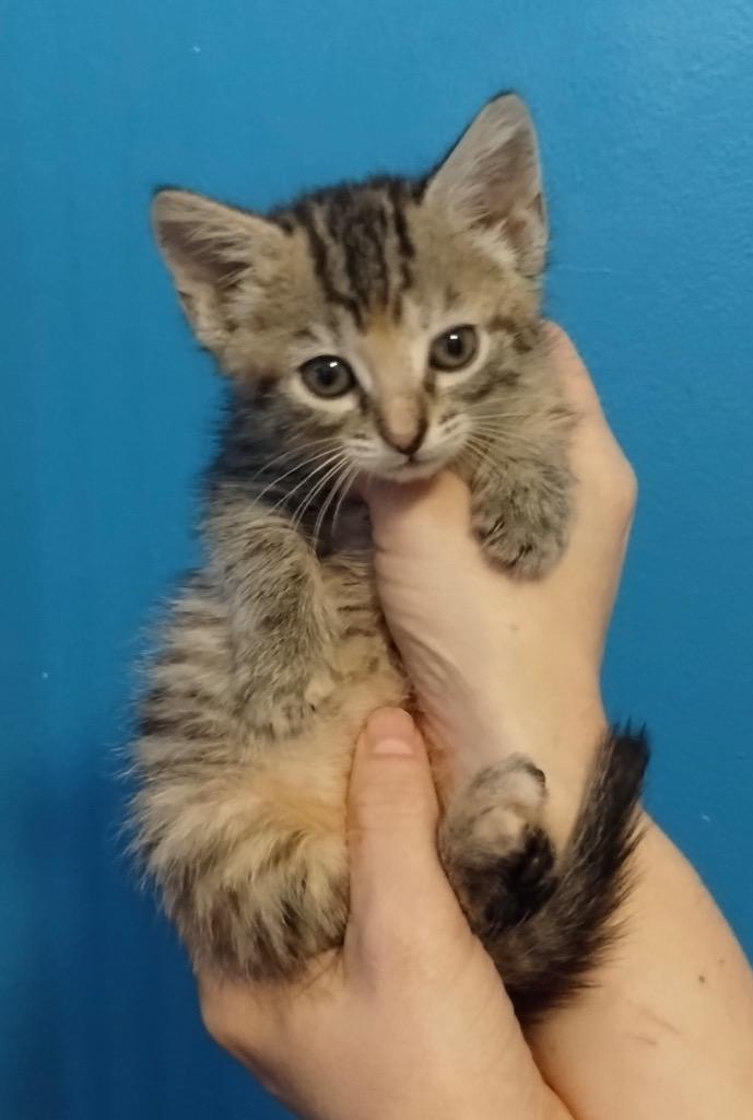 Starlite, a Adoptable Domestic Short Hair in Gorham, ME image 3/3