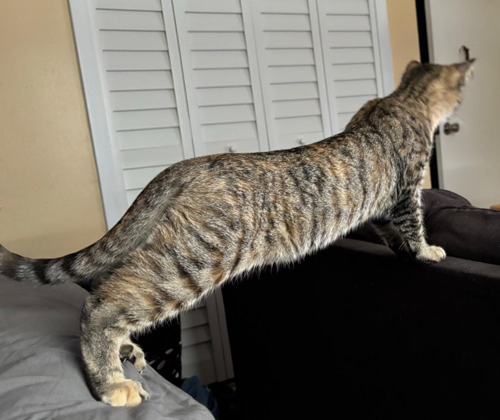 Enlarge Starlite, a Adoptable Tabby in Orlando, FL image 3/3