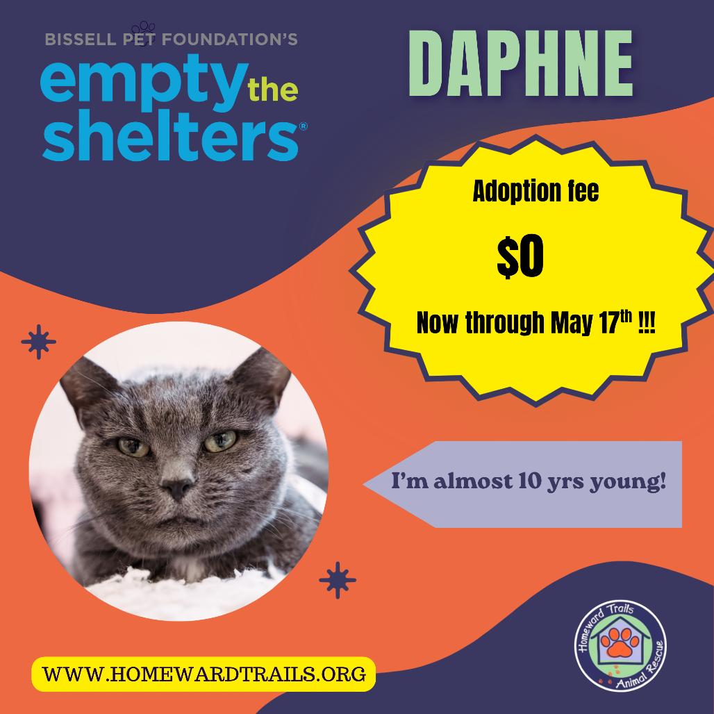 Daphne, Adoptable, Senior Female Domestic Short Hair.