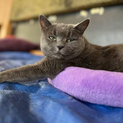 Daphne, Adoptable, Senior Female Domestic Short Hair.