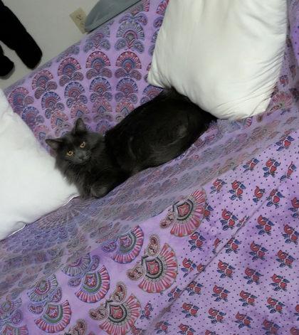 Vianne, a Adoptable mixed breed in Neenah, WI image 1/3