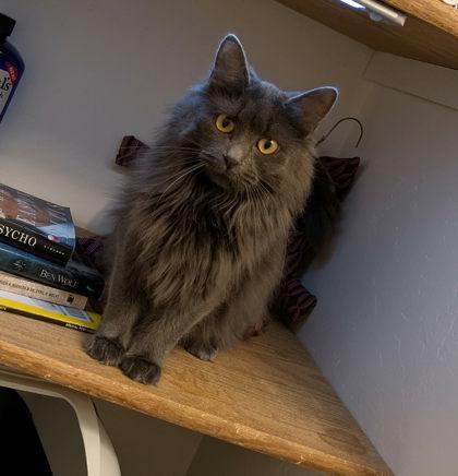 Vianne, a Adoptable mixed breed in Neenah, WI image 3/3