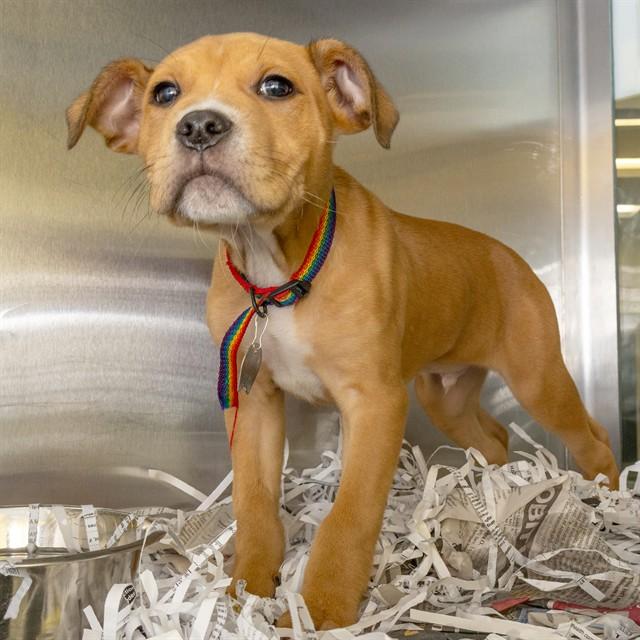 Enlarge CHEESE CURD, a Adoptable mixed breed in St. Louis, MO image 1/1