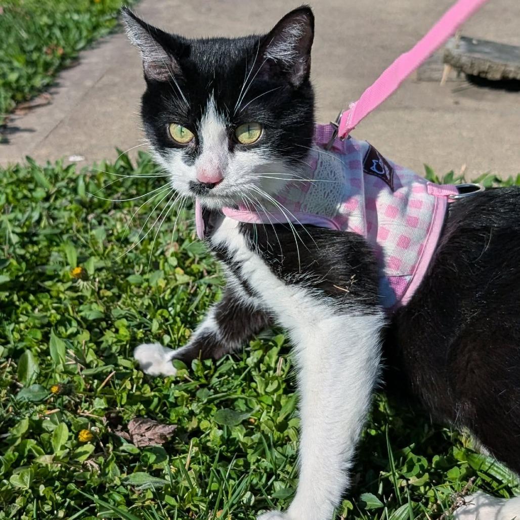 Enlarge Kim Gordon, a Adoptable Domestic Short Hair in Lexington, KY image 1/6