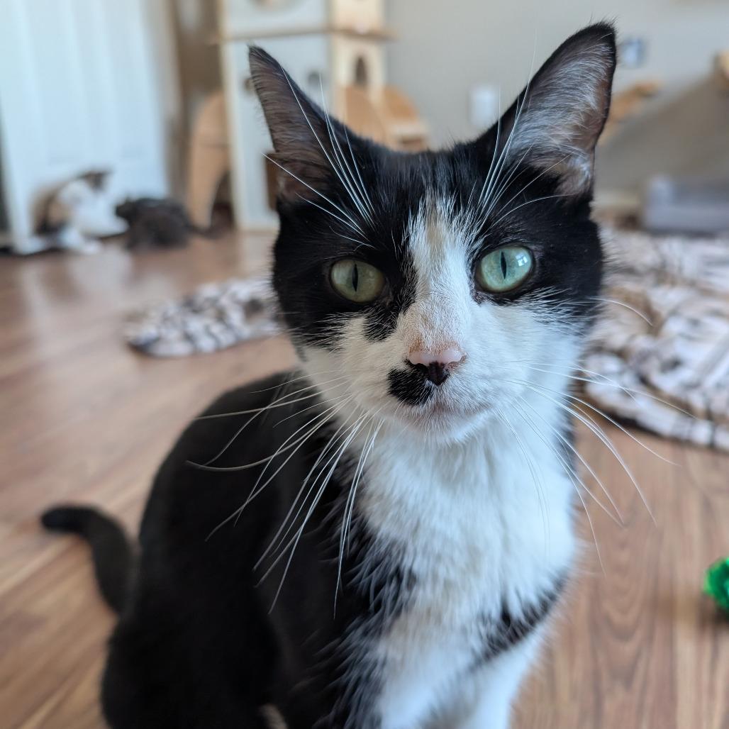 Kim Gordon, Adoptable, Young Female Domestic Short Hair.