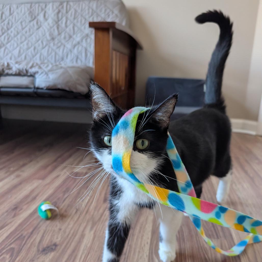 Enlarge Kim Gordon, a Adoptable Domestic Short Hair in Lexington, KY image 3/6