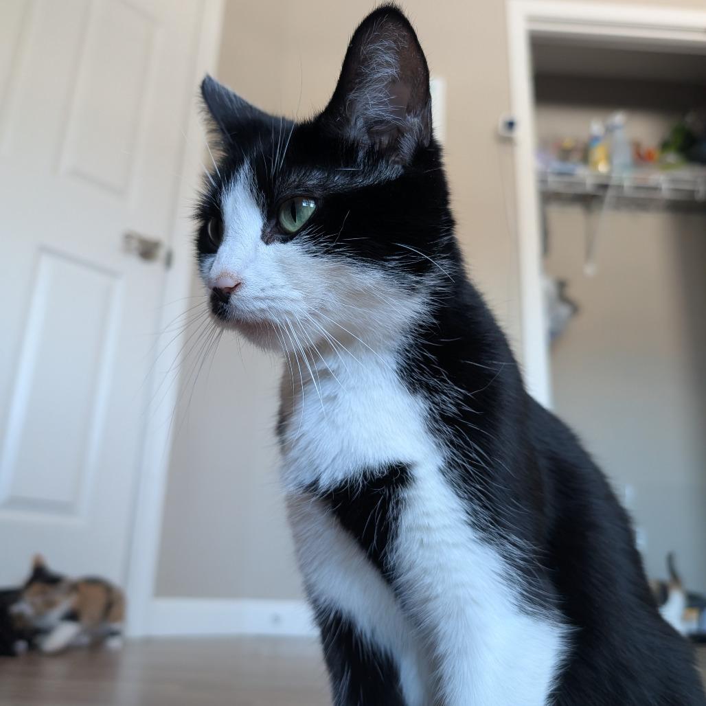 Enlarge Kim Gordon, a Adoptable Domestic Short Hair in Lexington, KY image 2/6