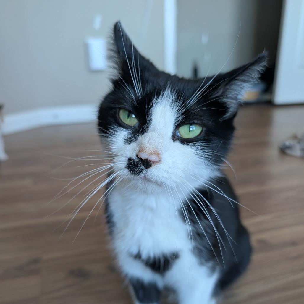 Enlarge Kim Gordon, a Adoptable Domestic Short Hair in Lexington, KY image 3/6