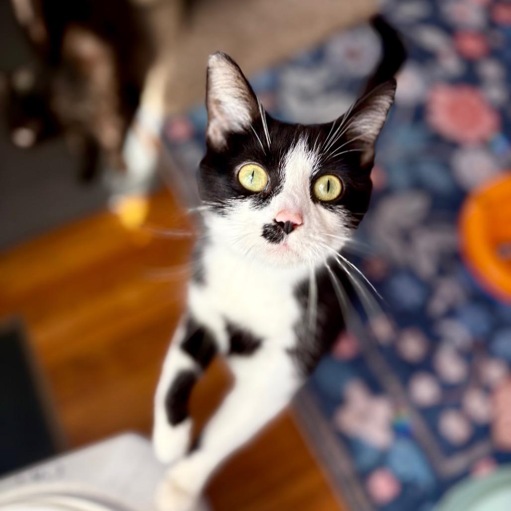 Enlarge Kim Gordon, a Adoptable Domestic Short Hair in Lexington, KY image 4/6