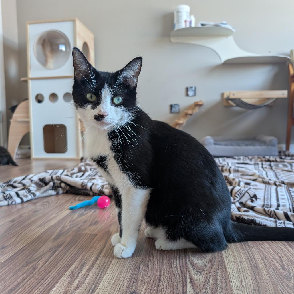 Enlarge Kim Gordon, a Adoptable Domestic Short Hair in Lexington, KY image 4/6