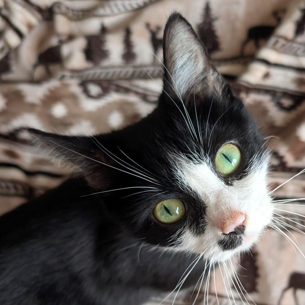 Enlarge Kim Gordon, a Adoptable Domestic Short Hair in Lexington, KY image 5/6