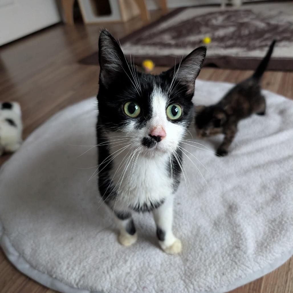 Enlarge Kim Gordon, a Adoptable Domestic Short Hair in Lexington, KY image 6/6