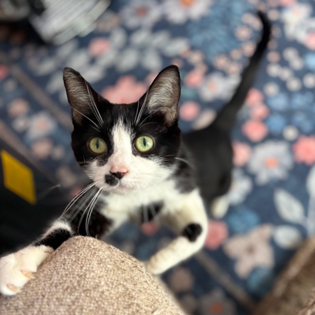 Enlarge Kim Gordon, a Adoptable Domestic Short Hair in Lexington, KY image 6/6