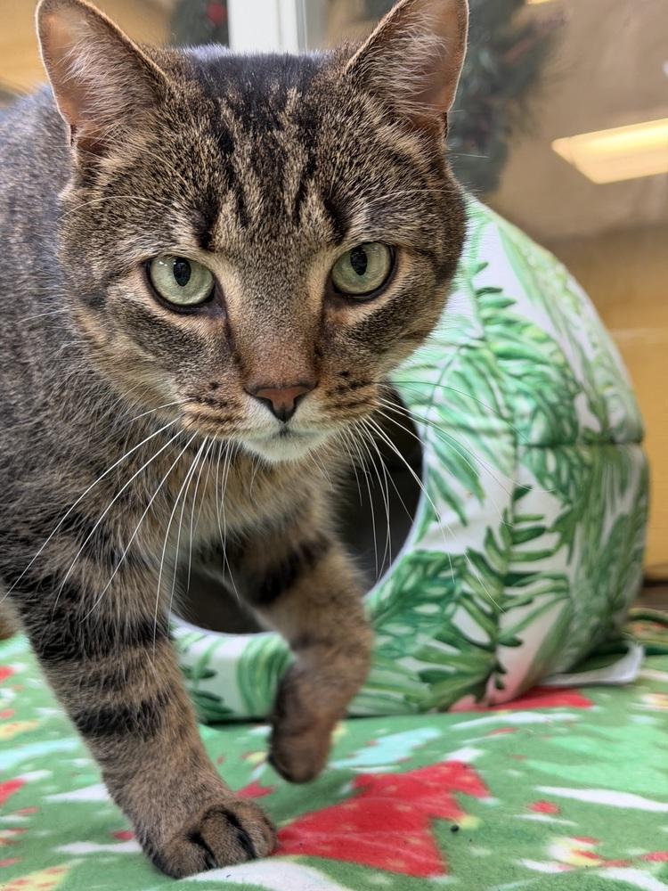 Oliver, Adoptable, Adult Male Domestic Short Hair.