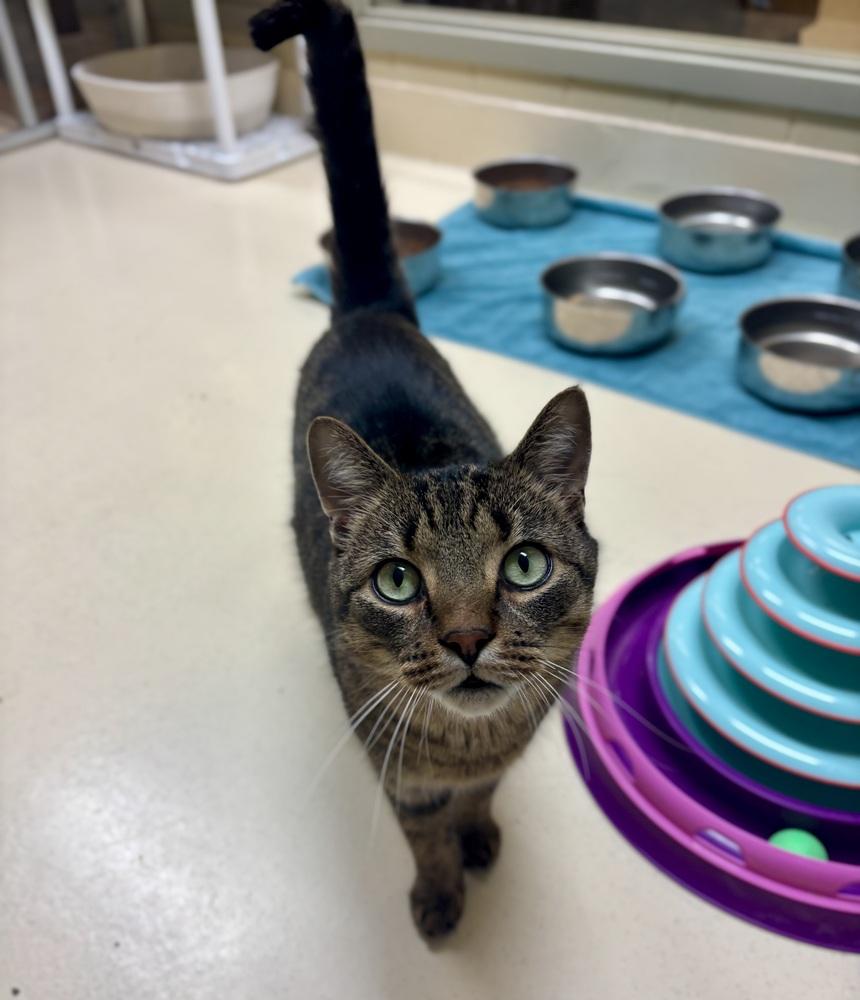 Oliver, Adoptable, Adult Male Domestic Short Hair.