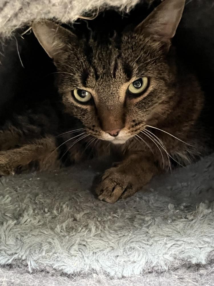 Enlarge Oliver, a Adoptable mixed breed in Kalamazoo, MI image 4/4