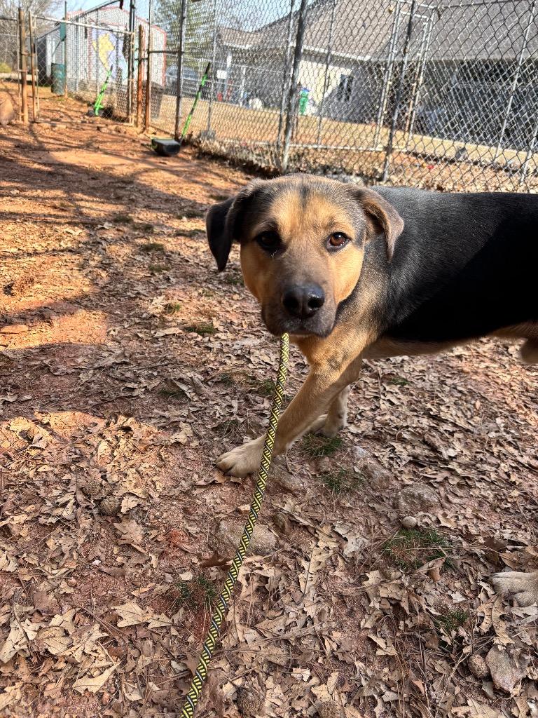 Milo IN FOSTER, Adoptable, Young Male Mixed Breed.